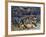 Argentine Horned Frog (Ceratophrys Ornata), Leptodactylidae-null-Framed Giclee Print