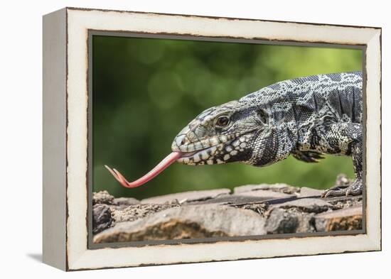 Argentine Tegu Lizard (Tupinambis Merianae) in Iguazu Falls National Park, Misiones, Argentina-Michael Nolan-Framed Premier Image Canvas