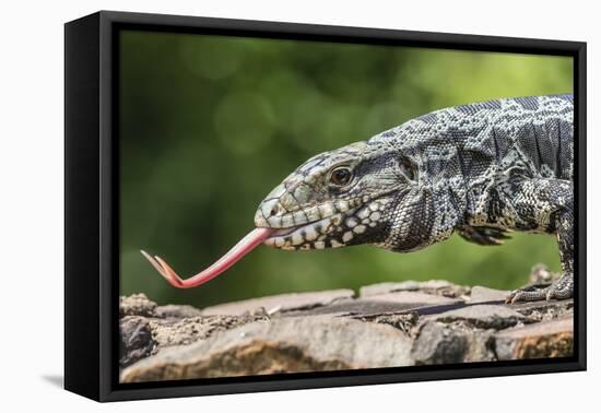 Argentine Tegu Lizard (Tupinambis Merianae) in Iguazu Falls National Park, Misiones, Argentina-Michael Nolan-Framed Premier Image Canvas