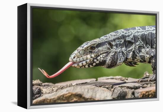 Argentine Tegu Lizard (Tupinambis Merianae) in Iguazu Falls National Park, Misiones, Argentina-Michael Nolan-Framed Premier Image Canvas