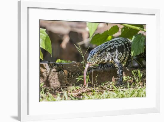 Argentine Tegu Lizard (Tupinambis Merianae) in Iguazu Falls National Park, Misiones, Argentina-Michael Nolan-Framed Photographic Print