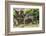 Argentine Tegu Lizard (Tupinambis Merianae) in Iguazu Falls National Park, Misiones, Argentina-Michael Nolan-Framed Photographic Print