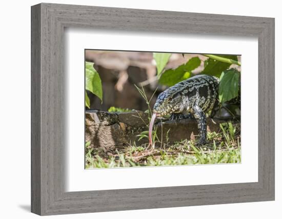 Argentine Tegu Lizard (Tupinambis Merianae) in Iguazu Falls National Park, Misiones, Argentina-Michael Nolan-Framed Photographic Print