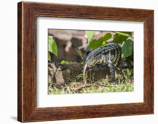 Argentine Tegu Lizard (Tupinambis Merianae) in Iguazu Falls National Park, Misiones, Argentina-Michael Nolan-Framed Photographic Print