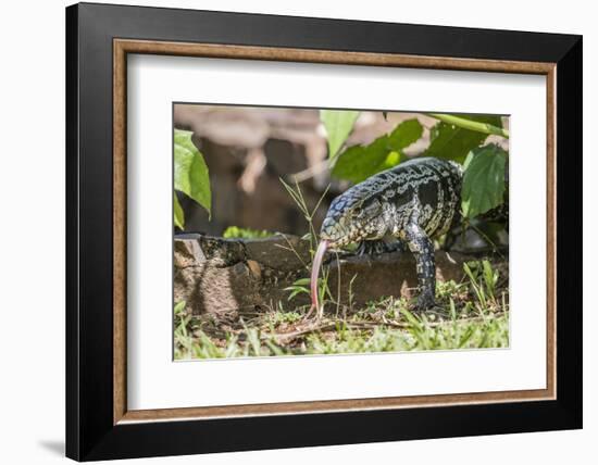 Argentine Tegu Lizard (Tupinambis Merianae) in Iguazu Falls National Park, Misiones, Argentina-Michael Nolan-Framed Photographic Print