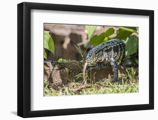 Argentine Tegu Lizard (Tupinambis Merianae) in Iguazu Falls National Park, Misiones, Argentina-Michael Nolan-Framed Photographic Print