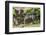 Argentine Tegu Lizard (Tupinambis Merianae) in Iguazu Falls National Park, Misiones, Argentina-Michael Nolan-Framed Photographic Print