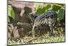 Argentine Tegu Lizard (Tupinambis Merianae) in Iguazu Falls National Park, Misiones, Argentina-Michael Nolan-Mounted Photographic Print