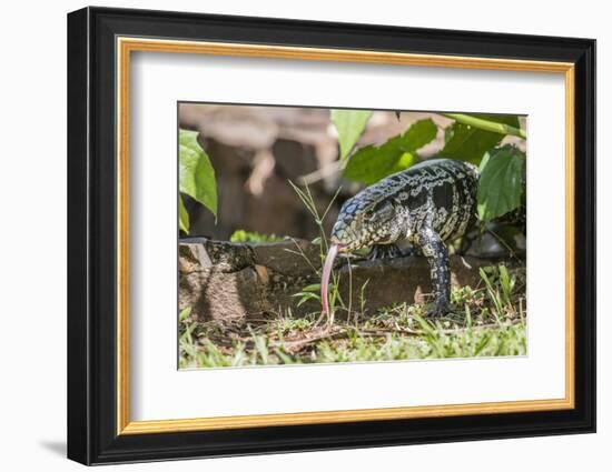 Argentine Tegu Lizard (Tupinambis Merianae) in Iguazu Falls National Park, Misiones, Argentina-Michael Nolan-Framed Photographic Print