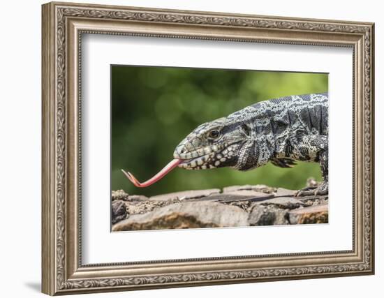 Argentine Tegu Lizard (Tupinambis Merianae) in Iguazu Falls National Park, Misiones, Argentina-Michael Nolan-Framed Photographic Print