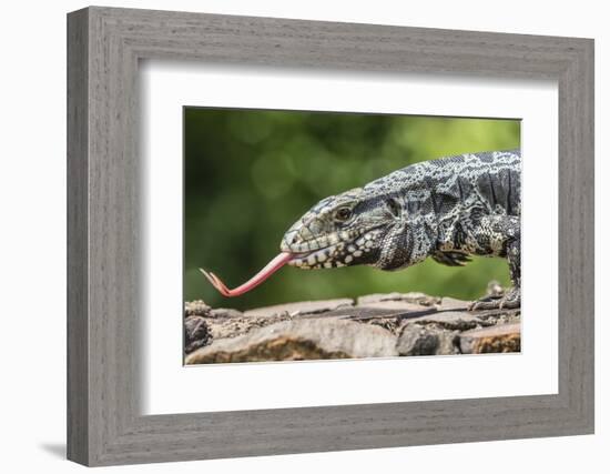 Argentine Tegu Lizard (Tupinambis Merianae) in Iguazu Falls National Park, Misiones, Argentina-Michael Nolan-Framed Photographic Print