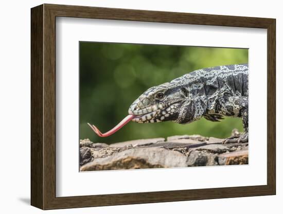 Argentine Tegu Lizard (Tupinambis Merianae) in Iguazu Falls National Park, Misiones, Argentina-Michael Nolan-Framed Photographic Print