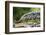 Argentine Tegu Lizard (Tupinambis Merianae) in Iguazu Falls National Park, Misiones, Argentina-Michael Nolan-Framed Photographic Print