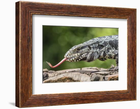 Argentine Tegu Lizard (Tupinambis Merianae) in Iguazu Falls National Park, Misiones, Argentina-Michael Nolan-Framed Photographic Print