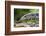 Argentine Tegu Lizard (Tupinambis Merianae) in Iguazu Falls National Park, Misiones, Argentina-Michael Nolan-Framed Photographic Print