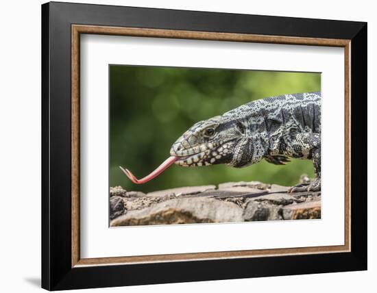 Argentine Tegu Lizard (Tupinambis Merianae) in Iguazu Falls National Park, Misiones, Argentina-Michael Nolan-Framed Photographic Print