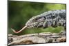 Argentine Tegu Lizard (Tupinambis Merianae) in Iguazu Falls National Park, Misiones, Argentina-Michael Nolan-Mounted Photographic Print