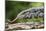 Argentine Tegu Lizard (Tupinambis Merianae) in Iguazu Falls National Park, Misiones, Argentina-Michael Nolan-Mounted Photographic Print