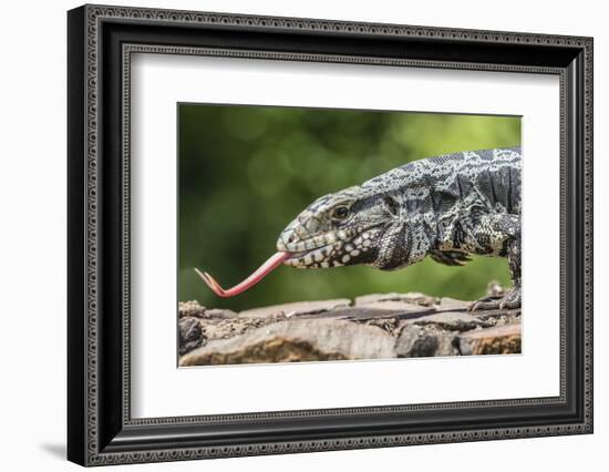 Argentine Tegu Lizard (Tupinambis Merianae) in Iguazu Falls National Park, Misiones, Argentina-Michael Nolan-Framed Photographic Print