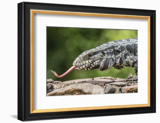 Argentine Tegu Lizard (Tupinambis Merianae) in Iguazu Falls National Park, Misiones, Argentina-Michael Nolan-Framed Photographic Print