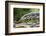 Argentine Tegu Lizard (Tupinambis Merianae) in Iguazu Falls National Park, Misiones, Argentina-Michael Nolan-Framed Photographic Print