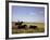 Argentinian Cowboy, known as a Gaucho, Herding Cattle on the Pampas-null-Framed Photographic Print