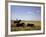 Argentinian Cowboy, known as a Gaucho, Herding Cattle on the Pampas-null-Framed Photographic Print