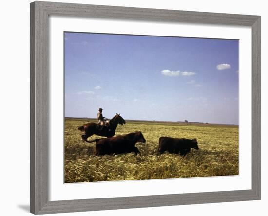 Argentinian Cowboy, known as a Gaucho, Herding Cattle on the Pampas-null-Framed Photographic Print