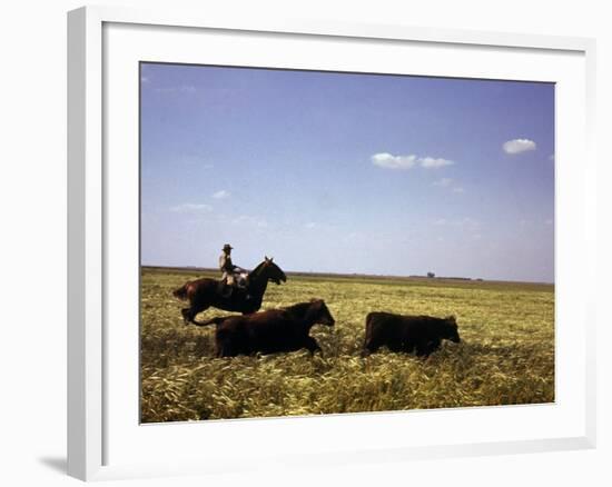 Argentinian Cowboy, known as a Gaucho, Herding Cattle on the Pampas-null-Framed Photographic Print