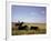 Argentinian Cowboy, known as a Gaucho, Herding Cattle on the Pampas-null-Framed Photographic Print