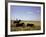 Argentinian Cowboy, known as a Gaucho, Herding Cattle on the Pampas-null-Framed Photographic Print