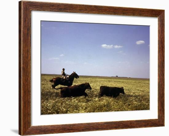 Argentinian Cowboy, known as a Gaucho, Herding Cattle on the Pampas-null-Framed Photographic Print