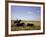 Argentinian Cowboy, known as a Gaucho, Herding Cattle on the Pampas-null-Framed Photographic Print