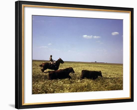 Argentinian Cowboy, known as a Gaucho, Herding Cattle on the Pampas-null-Framed Photographic Print