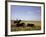 Argentinian Cowboy, known as a Gaucho, Herding Cattle on the Pampas-null-Framed Photographic Print