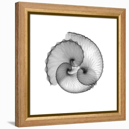 Argonaut Gray-Albert Koetsier-Framed Stretched Canvas