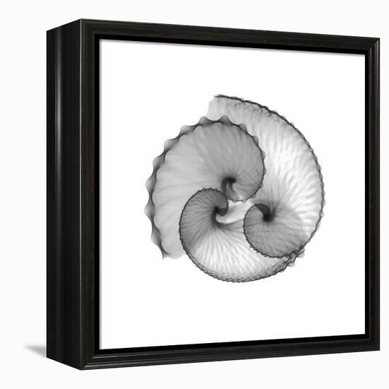 Argonaut Gray-Albert Koetsier-Framed Stretched Canvas