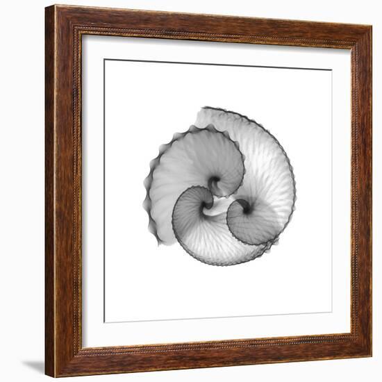 Argonaut Gray-Albert Koetsier-Framed Art Print