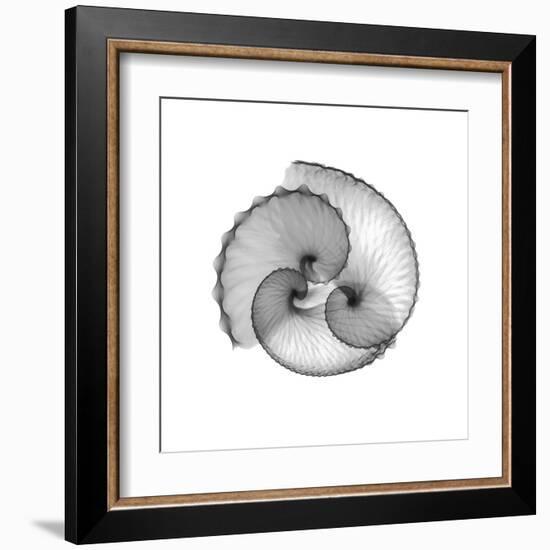 Argonaut Gray-Albert Koetsier-Framed Art Print