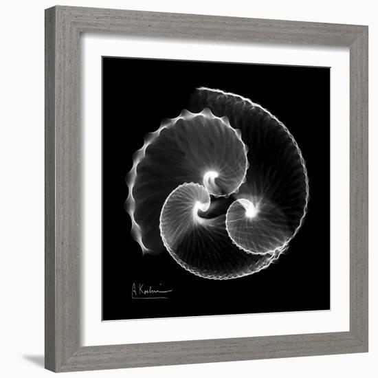 Argonaut Xray-Albert Koetsier-Framed Art Print