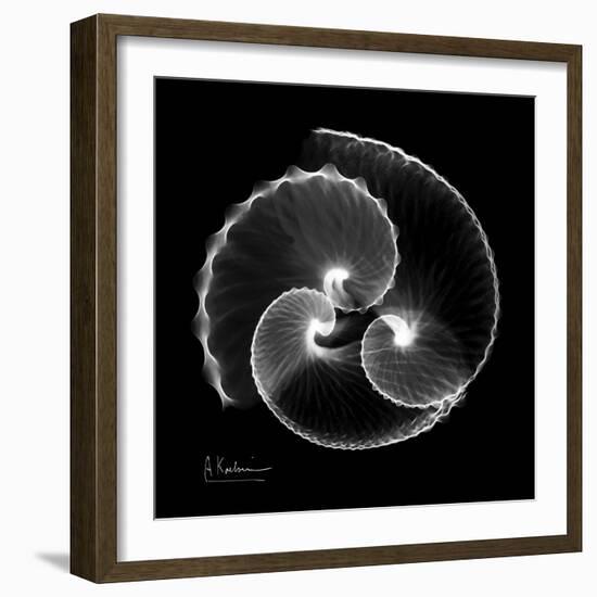 Argonaut Xray-Albert Koetsier-Framed Art Print