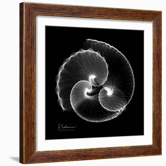 Argonaut Xray-Albert Koetsier-Framed Art Print