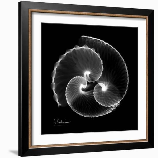 Argonaut Xray-Albert Koetsier-Framed Art Print