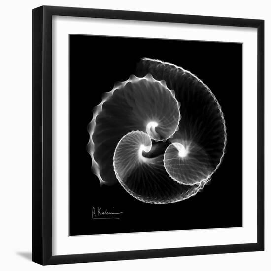 Argonaut Xray-Albert Koetsier-Framed Art Print