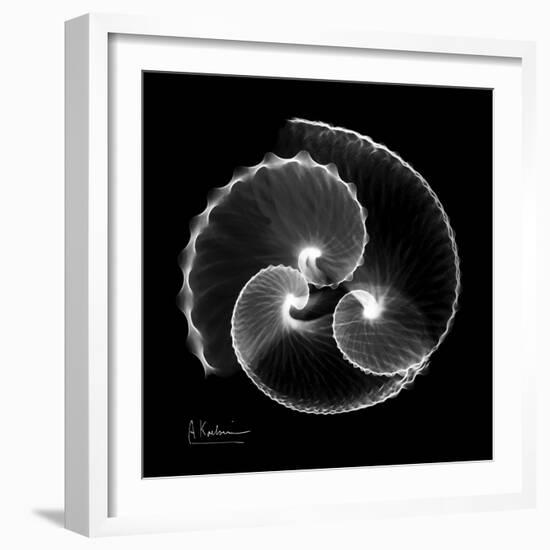 Argonaut Xray-Albert Koetsier-Framed Art Print