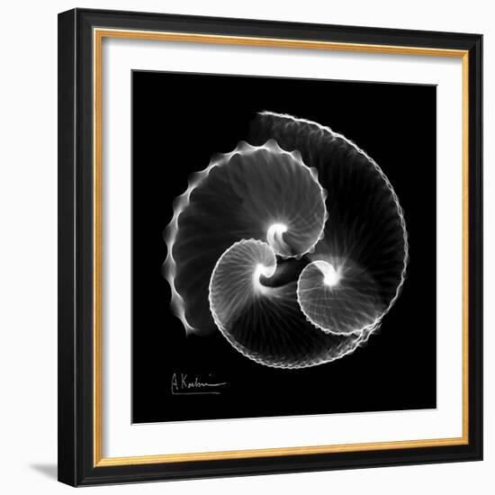 Argonaut Xray-Albert Koetsier-Framed Art Print