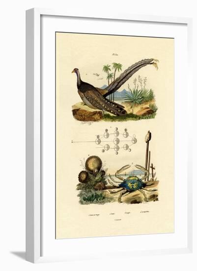 Argus Pheasant, 1833-39-null-Framed Giclee Print