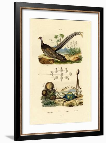Argus Pheasant, 1833-39-null-Framed Giclee Print