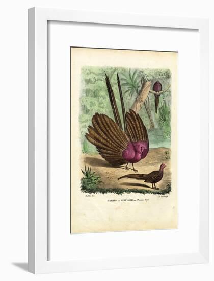 Argus Pheasant, 1863-79-Raimundo Petraroja-Framed Giclee Print