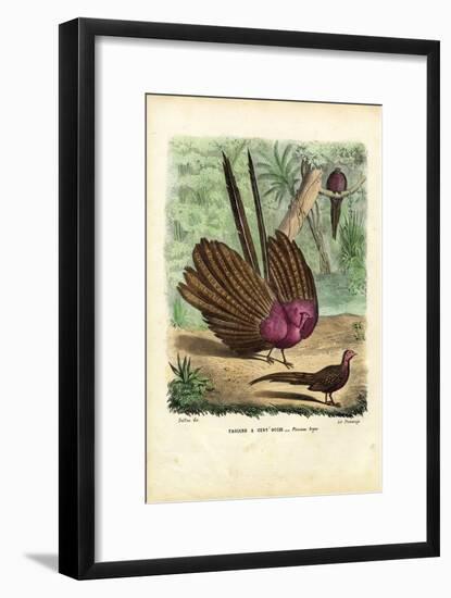 Argus Pheasant, 1863-79-Raimundo Petraroja-Framed Giclee Print
